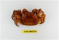 藏品(臺灣扁絨螯蟹)的圖片
